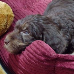 Aussiedoodle Puppies from Lotadoodle Farms