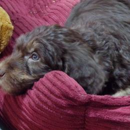 Aussiedoodle Puppies from Lotadoodle Farms