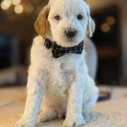 K-Green Boy - Parti male Goldendoodle puppy in Lewisville, Texas from Texas Goldendoodle Lovers