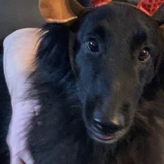 Belgian Sheepdogs and Golden Retrievers from Mi-Kels Belgians and Goldens