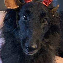 Belgian Sheepdogs and Golden Retrievers from Mi-Kels Belgians and Goldens