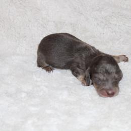 Jolly - Dapple female Dachshund puppy in Powderly, Texas from Kuttin’ Up Mini Aussies