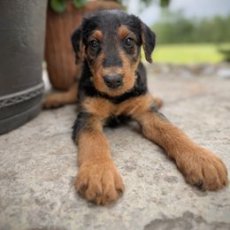 Lime Green Male - Black and tan male Airedale Terrier puppy in Marshallville, Ohio from Anne's Pups