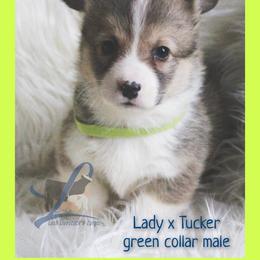 Green Male - White and red male Pembroke Welsh Corgi puppy in Wayne City, Illinois from Lash Livestock & Corgis