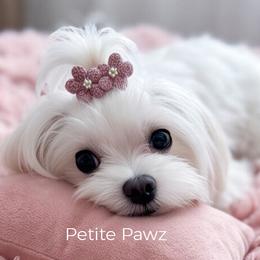 Paulette - White female Maltese puppy in Tampa, Florida from Petite Pawz