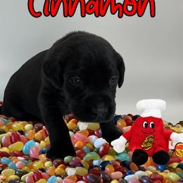 Sizzlin Cinnamon - Black male Labrador Retriever puppy in Water Valley, Mississippi from Three Lakes Labs & WHDs