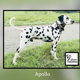 Apollo - Dalmatian