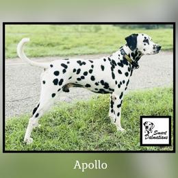Apollo - Dalmatian