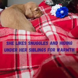 Dachshund Puppies from Snuggle Snoot Doxies