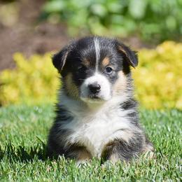 Felicity - Black and tan female Pembroke Welsh Corgi puppy in Morgantown, Pennsylvania from GoldStar Corgis (License Number 18519)