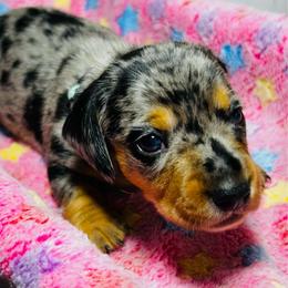 Bobbie - Dapple male Dachshund puppy in Callahan, Florida from Faraway Farm Dachshunds