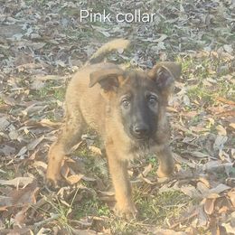 Novi - Sable female German Shepherd puppy in Murray, Kentucky from Froschwald German Shepherds and Xanadu Teddy Roosevelt Terriers