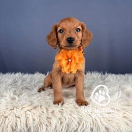 Gloria - Red female Companion Cross puppy in Utah County, Utah from Big Hearted Breeders