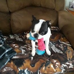 Bonnie - Boston Terrier