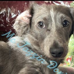 Oakley - Dachshund