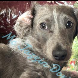 Oakley - Dachshund