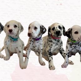 Dalmatians from Athziri's Dalmatians