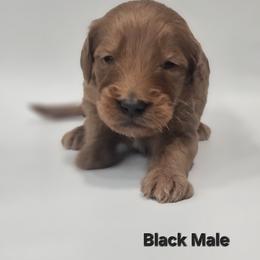 Onyx - Black Collar Male - Red  male Goldendoodle puppy in Mocksville, North Carolina from Hunting Creek Farm & Kennel