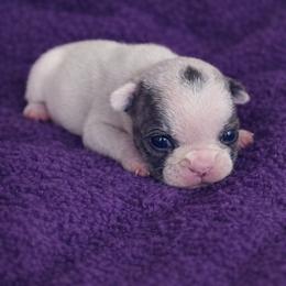 Pixie - White and black female French Bulldog puppy in Maplewood, New Jersey from Poos&Bulls Keepsake