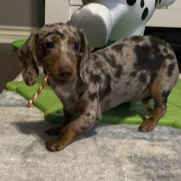 Ellie - Dachshund