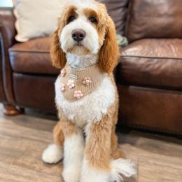 Willow - Bernedoodle
