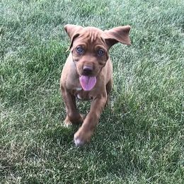 Vizsla Puppies from SkoglundFarm Vizslas