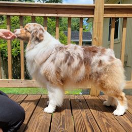 Poppy - Australian Shepherd