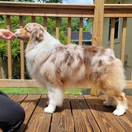 Poppy - Australian Shepherd