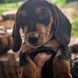 Dachshund Puppies from Valhallah Farms