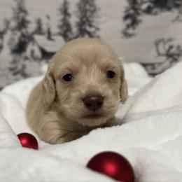 Winnie The Pooh - Cream male Dachshund puppy in Dothan, Alabama from Little House Pups