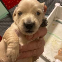 Beau longhair cream boy - Cream male Dachshund puppy in Casselberry, Florida from Amore Mini Dachshund Breeders & More