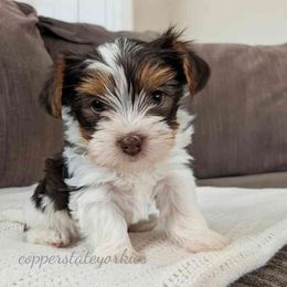 Hazel - Parti female Yorkshire Terrier puppy in Goodyear, Arizona from Copper State Yorkies