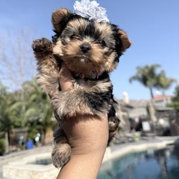 Demi - Black and gold female Yorkshire Terrier puppy in Patterson, California from Luxe Yorkies of Central Valley