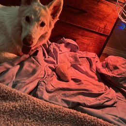 Berger Blanc Suisse Puppies from Moonlight Berger Blanc