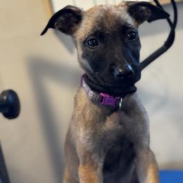 Lily - female Dutch Shepherd puppy in Clarksville, Tennessee from Vuurhart Herders