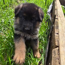 Ann - Black and red female German Shepherd puppy in Veneta, Oregon from H German Shepherds