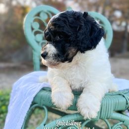 Quicksilver Tri Parti - Tri-color female Bernedoodle puppy in Grove, Oklahoma from Guinn Family Farms