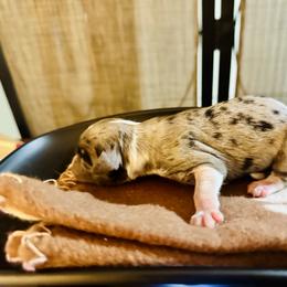 Foxtrot - Blue merle female Miniature Australian Shepherd puppy in Wauchula, Florida from Sun & Moon Aussies