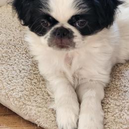 Japanese Chin Puppies from Chin Babies