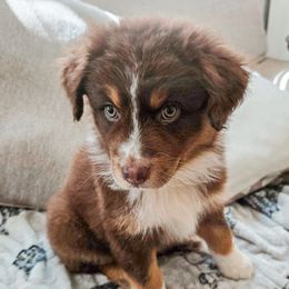 Medusa - Australian Shepherd puppy from L’ Aussies of the Carolinas