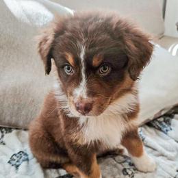 Medusa - Australian Shepherd puppy from L’ Aussies of the Carolinas
