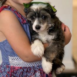 Chrysanthemum - Sable male Chinese Crested puppy in Sweet Home, Oregon from Rhapsody Poodles & Cresteds