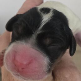 Dotty - Blue belton and tan (tri-color) female English Setter puppy in Morrice, Michigan from Wild Bird Setters