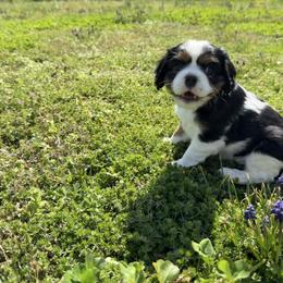 Olive - Tri-color female Cavalier King Charles Spaniel puppy in Calhoun, Georgia from Cavis at Wryah Farm