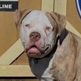 Dapper Dan - male Alapaha Blue Blood Bulldog puppy in Grafton, Ohio from Eclipse Alapaha Kennels