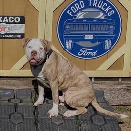Dapper Dan - male Alapaha Blue Blood Bulldog puppy in Grafton, Ohio from Eclipse Alapaha Kennels