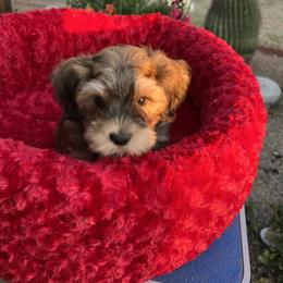 Bentley - Red sable male Havanese puppy in Pima County, Arizona from Havanese of the Sonoran Desert
