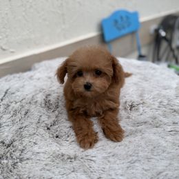 Velma - Red  female Poodle puppy in Kissimmee, Florida from Unique Poodles