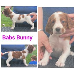 Girl - Red and white female Irish Red and White Setter puppy in Glenwood City, Wisconsin from NyaStar & Chequamegon