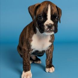 Zazu - Brindle male Boxer puppy in Mountain Home, Idaho from LJK Boxers & Toy Aussies